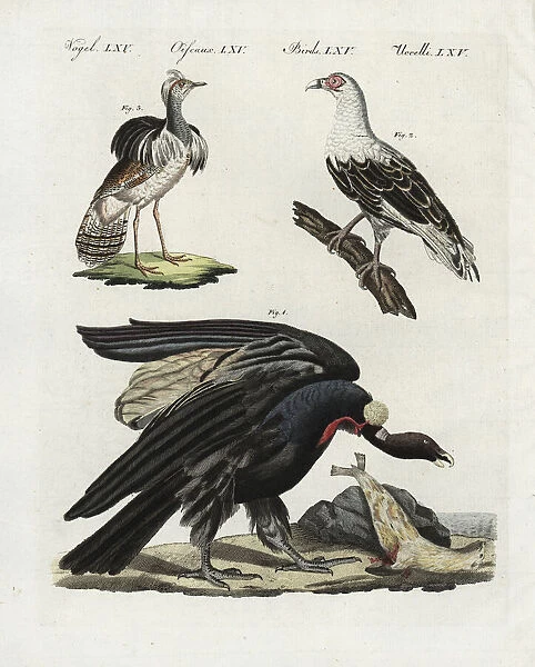 Andean condor, palm-nut vulture and houbara bustard