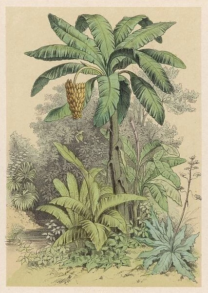 Banana Tree  /  1880