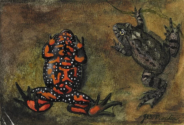Bombina bombina, european fire-bellied toad