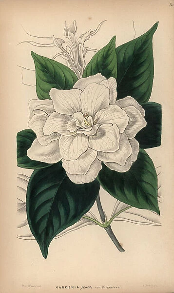 Cape jasmine, Gardenia jasminoides