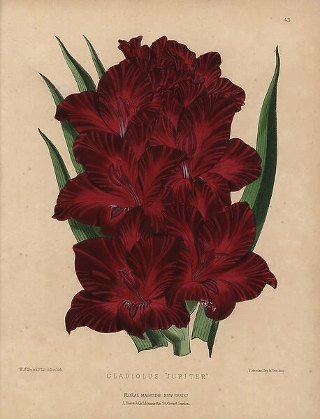Crimson gladiolus, Gladiolus jupiter