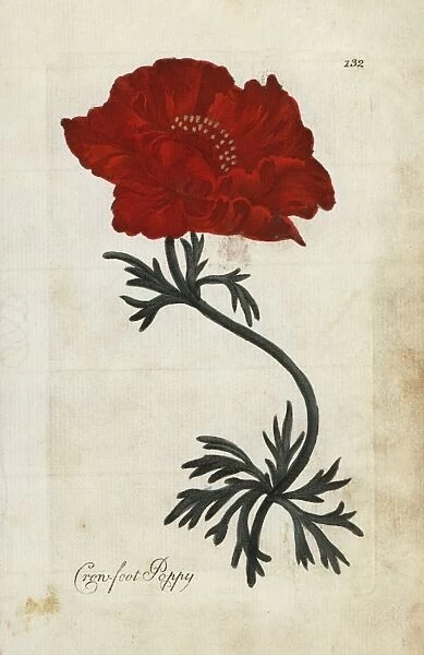 Crowfoot poppy or Persian buttercup, Ranunculus asiaticus