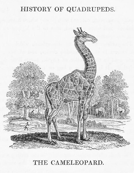 Giraffe (Bewick)
