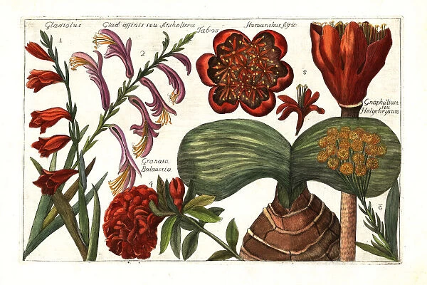 Gladiolus, Gladiolus dalenii, cudweed, pomegranate