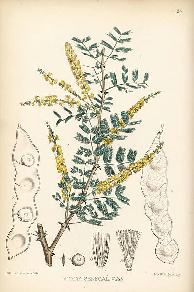 Gum arabic, Acacia senegal