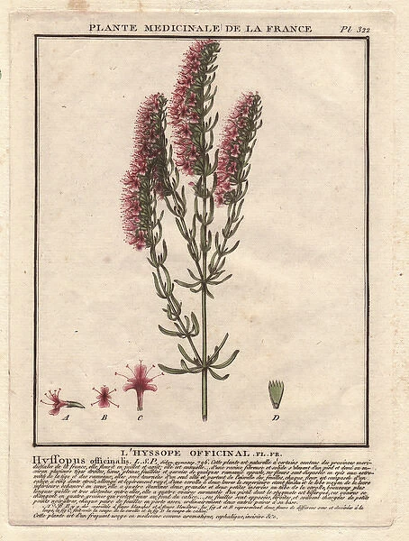 Herb Hyssop, Hyssopus officinalis