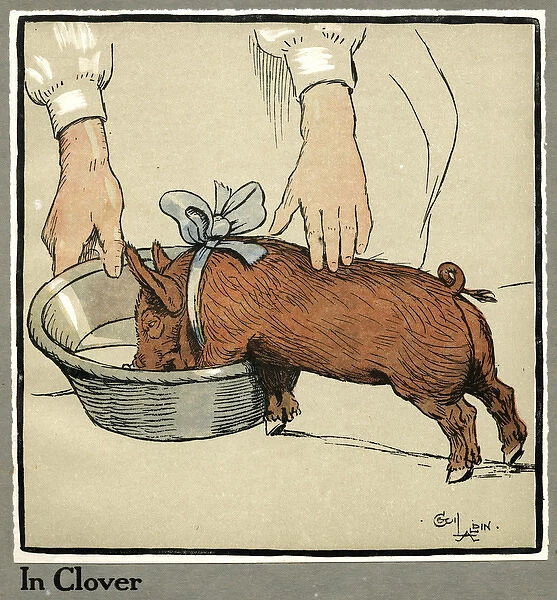 Hungry Peter as a growing piglet drinking from a bowl