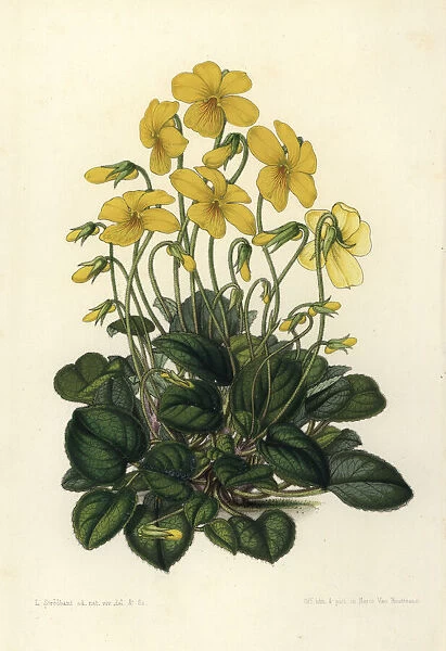 Mountain pansy, Viola lutea
