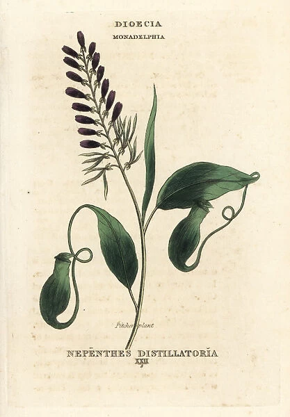 Pitcher plant, Nepenthes distillatoria, native