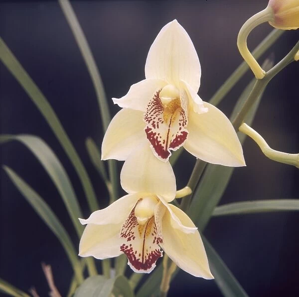 Plants  /  Orchid