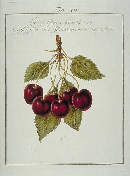 Prunus sp. large blackheart cherry