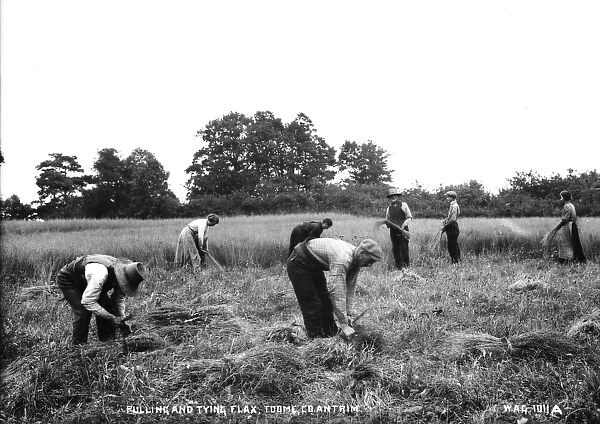 Pulling and Tying Flax, Co. Antrim