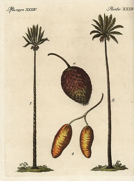 Queen sago palm, Cycas circinalis, and date
