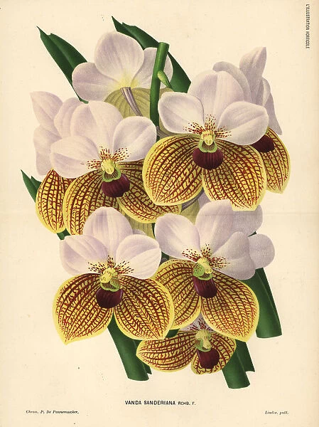 Sanders vanda orchid, Euanthe sanderiana