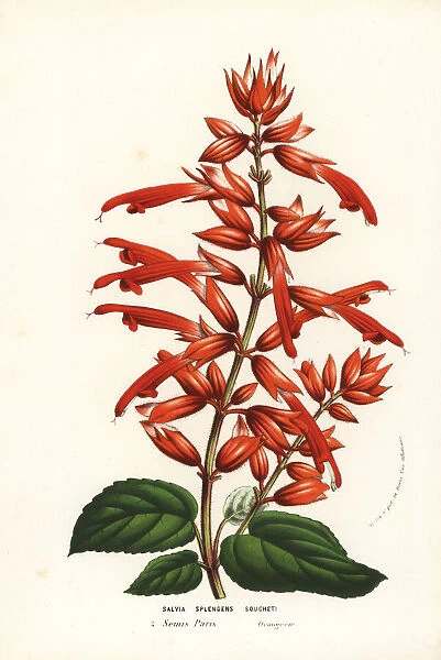 Scarlet sage cultivar, Salvia splendens