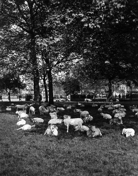 Sheep in Hyde Park 1933