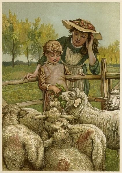 Social  /  Feeding Sheep 19C
