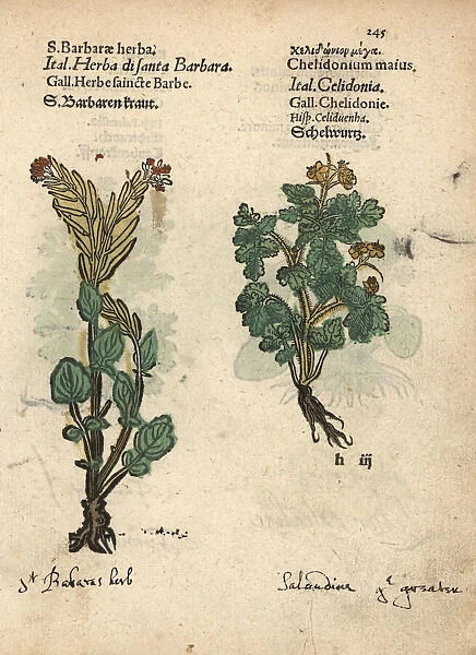 St. Barbaras herb, Barbarea vulgaris