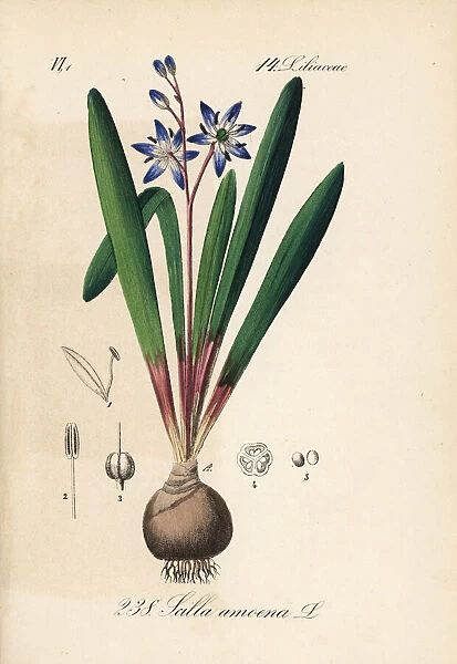 Star squill or star hyacinth, Scilla amoena