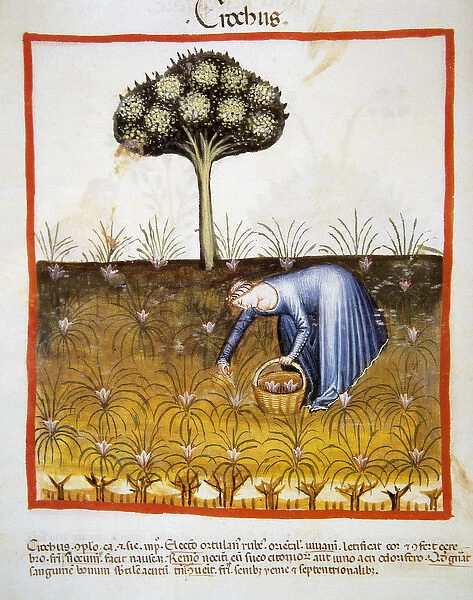 Tacuinum Sanitatis. Late 14th century. Peasant picking saffr