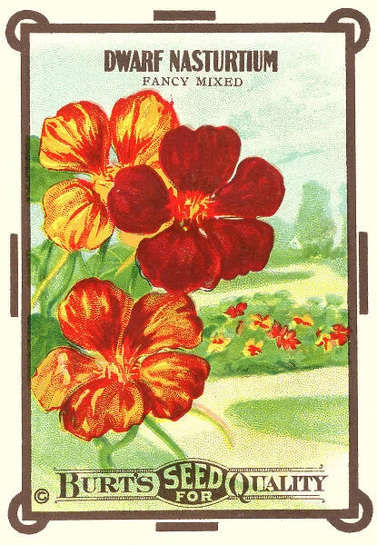 Vintage seed packet: Dwarf Nasturtium
