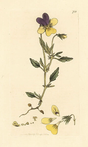 Yellow mountain pansy, Viola lutea