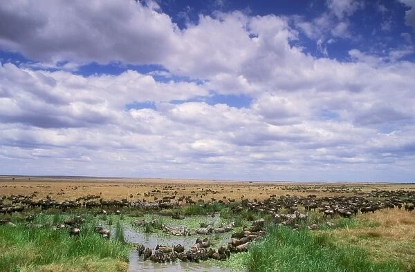 Wildebeest - migration - Maasai Mara National Reserve - Kenya JFL01718