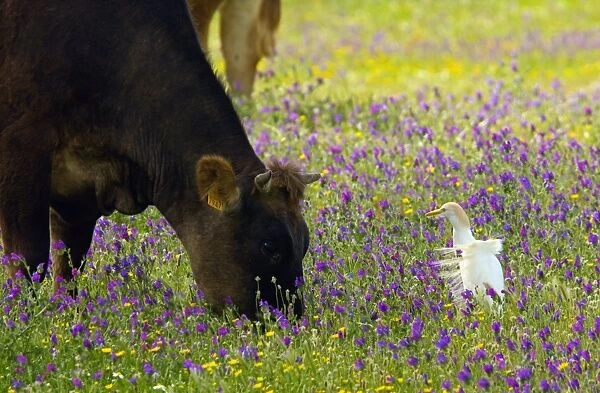 Cattle and cattle egret