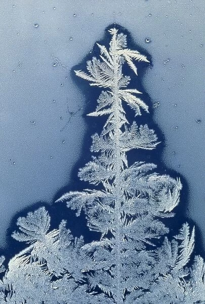 Frost flowers on window