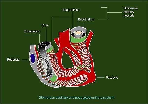 Glomerular anatomy, diagram