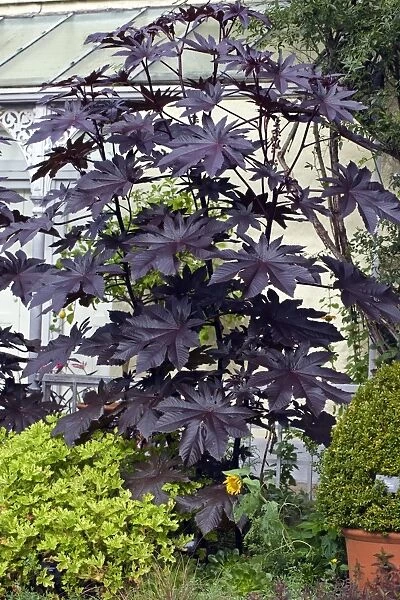 Ricinus communis New Zealand Purple