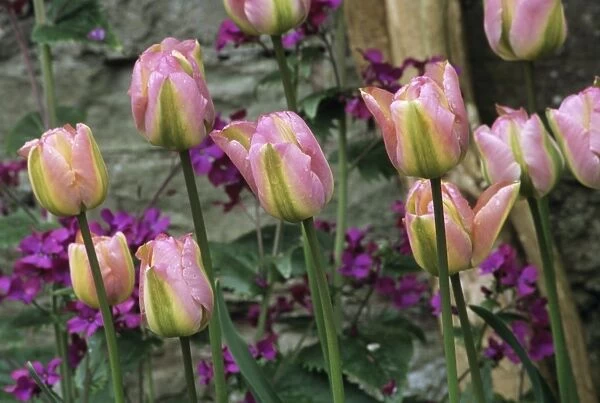 Tulip and honesty flowers