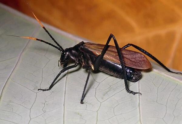 Wasp mimic bush cricket