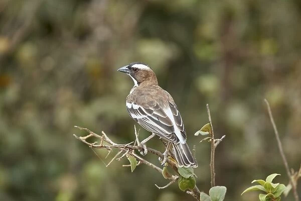 White-browed sparrow-weaver (Plocepasser mahali), Selous Game Reserve, Tanzania, East Africa