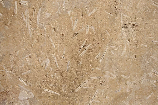 Malta, Valletta, Local Stone with fossils visible