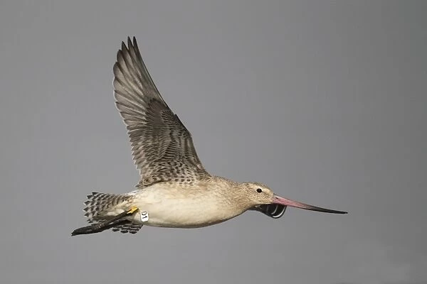 Bar-tailed Godwit (Limosa lapponica) adult, non-breeding plumage, in flight, with HK leg flags, Mai Po Nature Reserve, Hong Kong, China, september