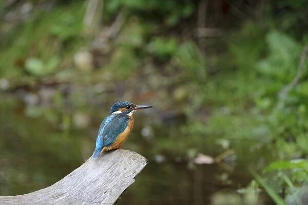 Common Kingfisher (Alcedo atthis) adult female, perched on branch at edge of river, River Dove, Staffordshire, England