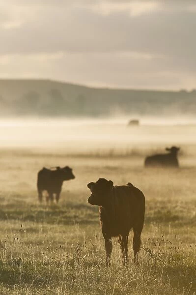 Domestic Cattle, cow and calves, silhouetted on coastal grazing marsh at sunrise, Elmley Marshes N. N. R