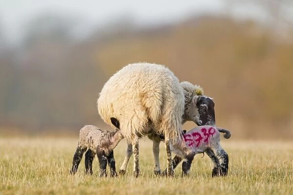 Domestic Sheep, mule ewe, with two four-days old lambs suckling, with sprayed identification number on lamb, Suffolk