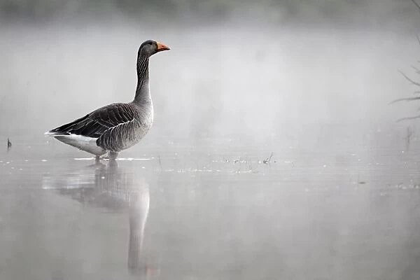 Greylag Goose (Anser anser) adult, standing in water in mist, Midlands, England, april