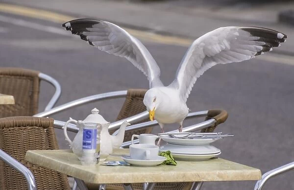 Herring Gull (Larus argentatus) adult, breeding plumage, stealing food from cafe table, Sennen Cove, Sennen, Cornwall