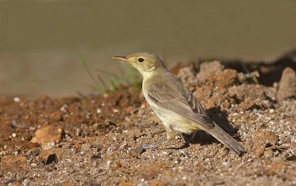 Melodious Warbler (Hippolais polyglotta) immature, foraging on ground, Northern Spain, september