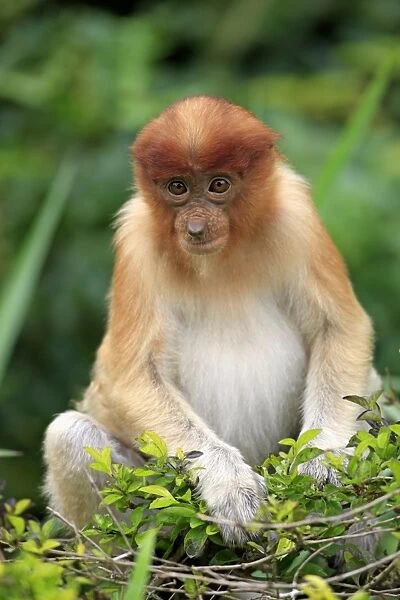 Proboscis Monkey (Nasalis larvatus) young, feeding on leaves, Labuk Bay, Sabah, Borneo, Malaysia