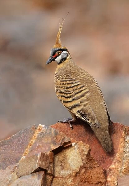 Spinifex Pigeon (Geophaps plumifera) adult, perched on rock, Pound Walk, Ormiston Gorge, West MacDonnell N. P