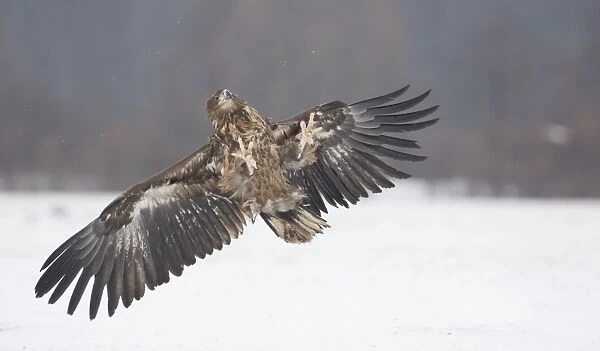 White-tailed Eagle (Haliaeetus albicilla) immature, in flight over snow, Poland, January