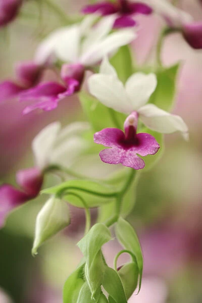 Orchid Calanthe vestita