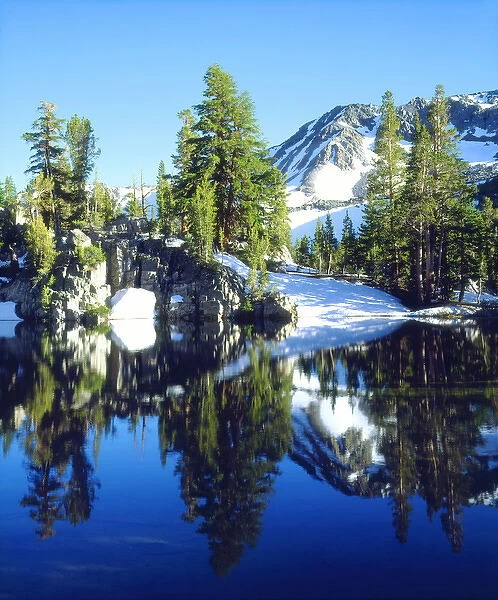 USA, California, Sierra Nevada Mountains. aRed fir trees reflecting in a tarn