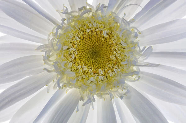 USA, Washington State, Seabeck. Backlit close-up of shasta daisy