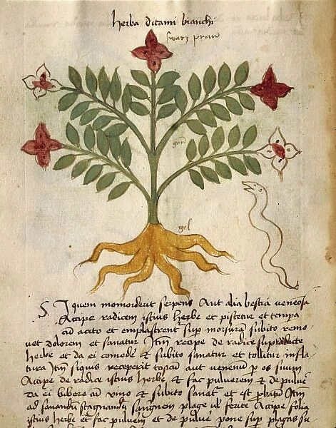 Burning-bush (Dictamnus albus), illustration by Orgione Rizzardo, 14th century