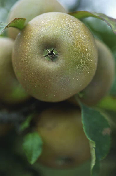 Close-up of a Egremont Russet apple
